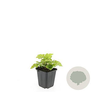 Tiarella cordifolia GM P9