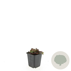 Tiarella cordifolia GM P9