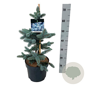 Picea pungens 'Oldenburg' 40-50 cm P26