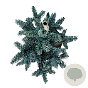 Picea pungens 'Oldenburg' 40-50 cm P26