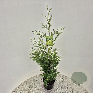 Thuja occ. 'Brabant' 100-125 cm 3,0L