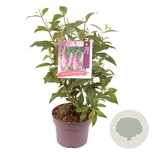 Buddleja d. 'Pink Delight' 50-60 cm 5,0L