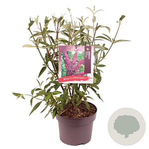 Buddleja d. 'Royal Red' 50-60 cm 5,0L