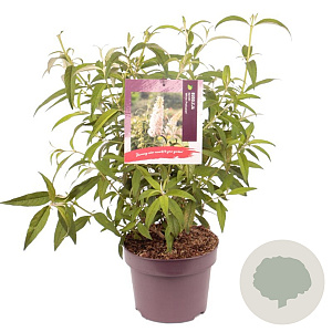 Buddleja d. 'White Profusion' 50-60 cm 5,0L