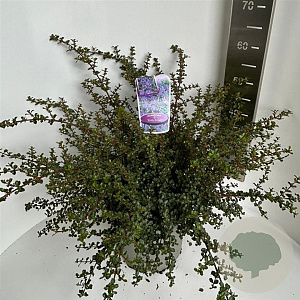Ceanothus 'Emily Brown' 40-50 cm 5,0L
