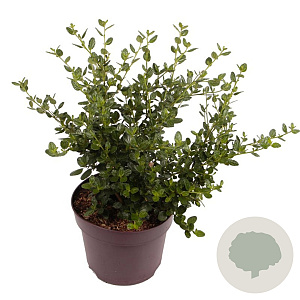 Ceanothus griseus 'Yankee Point' 40-45 cm 7,5L
