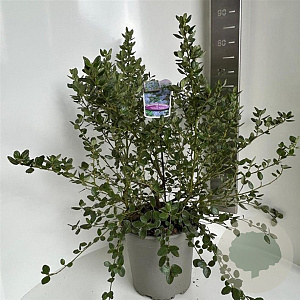 Ceanothus griseus 'Yankee Point' 50-60 cm 5,0L