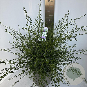 Ceanothus thyr. 'Millerton Point' 40-50 cm 5,0L