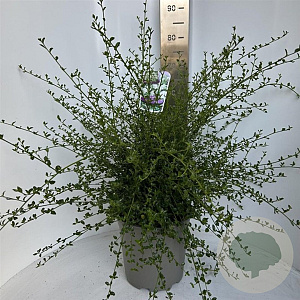 Ceanothus thyr. 'Millerton Point' 40-50 cm 5,0L