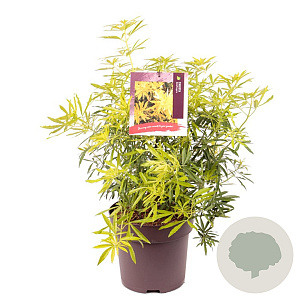 Choisya Goldfingers 40-45 cm 10L