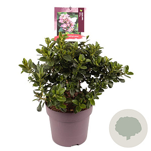 Escallonia laevis Pink Elle 40-45 cm 10L