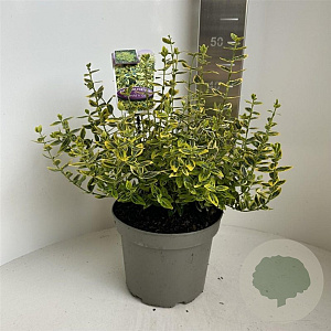 Euonymus fort. 'Emerald 'n' Gold' 30-35 cm 5,0L