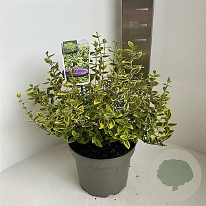 Euonymus fort. 'Emerald 'n' Gold' 30-35 cm 5,0L