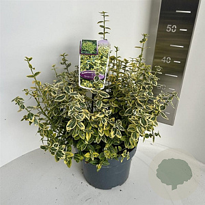 Euonymus fort. 'Emerald 'n' Gold' 40-45 cm 5,0L