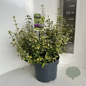 Euonymus fort. 'Emerald 'n' Gold' 40-45 cm 5,0L