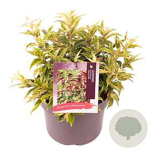 Leucothoe f. 'Makijaz' 25-30 cm 5,0L