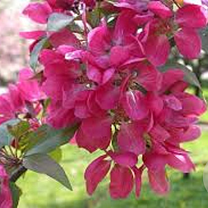 Malus 'Almey' 12-14 HO cont. 85L