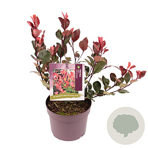 Photinia fraseri 'Little Red Robin' 10-15 cm 2,0L