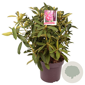 Rhododendron 'Wilgen's Ruby' 40-50 cm 13L