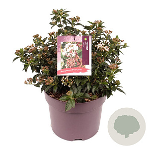 Viburnum tin. 'Eve Price' 25-30 cm 7,5L