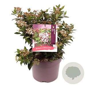 Viburnum tin. Spirit 25-30 cm 7,5L