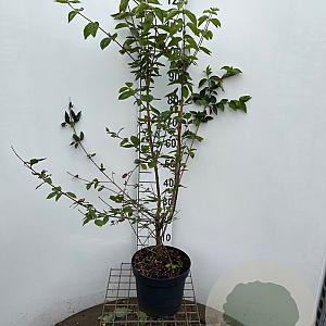 Cornus mas 100-125 cm 7,5L