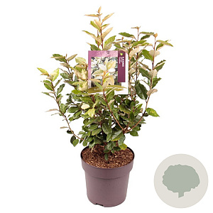 Elaeagnus ebb. 'Compacta' 70-80 cm 10L