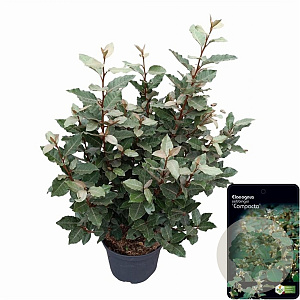 Elaeagnus ebb. 'Compacta' 70-80 cm 10L