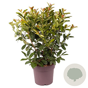 Prunus l. On Fire 100-120 cm 20L