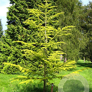 Pseudolarix amabilis 20-25 HO cont. 150L geveerd