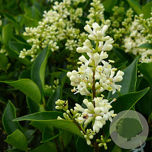 Ligustrum 'Korean Dwarf' 90 cm stam 7,5L