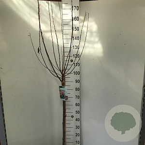 Prunus triloba 90 cm stam 7,5L