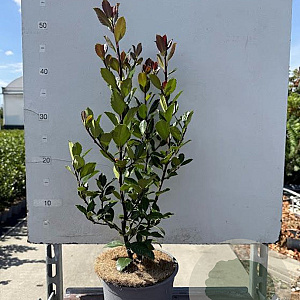 Ilex meserv. 'Blue Prince' 30-40 cm 3,0L