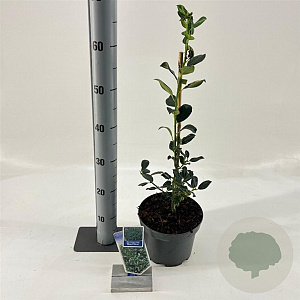 Ilex meserv. 'Blue Prince' 30-40 cm 3,0L