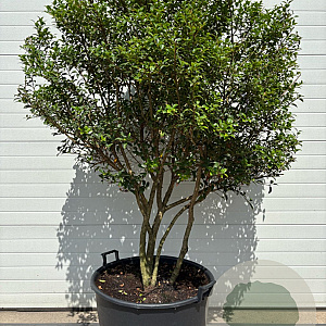Osmanthus burkwoodii 150-175 cm draadkluit meerstammig