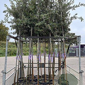 Quercus ilex 6-8 HO container