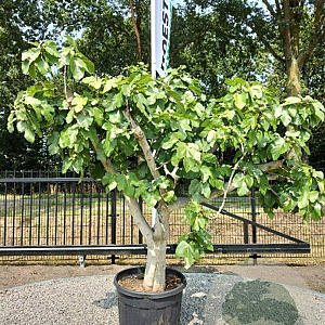 Ficus carica GM container solitair