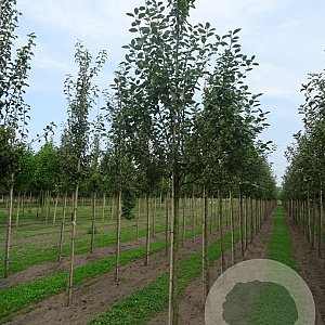 Malus d. 'Notarisappel' 12-14 HO draadkluit