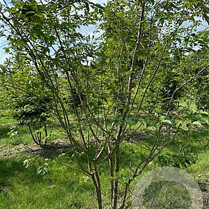 Prunus subh. 'Autumnalis Rosea' 300-350 cm draadkluit meerstammig