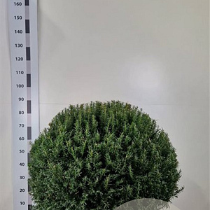 Taxus baccata 60-70 cm container bol