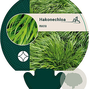 Hakonechloa macra GM P9
