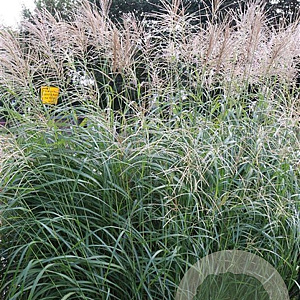 Miscanthus sin. 'Silberfeder' GM P9