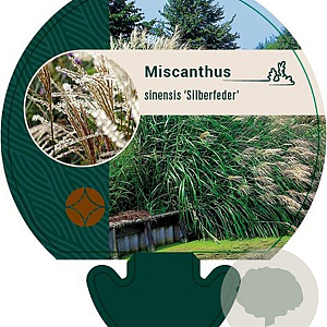 Miscanthus sin. 'Silberfeder' GM P9