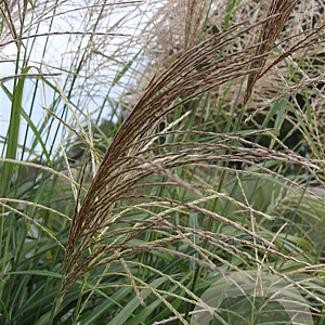 Miscanthus sin. 'Silberfeder' GM P9