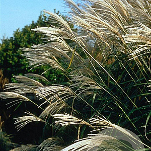 Miscanthus sin. 'Silberfeder' GM P9