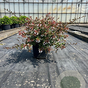 Abelia grandiflora 50-60 cm 10L