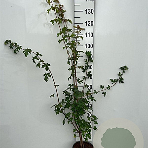 Acer campestre 80-100 cm 5,0L