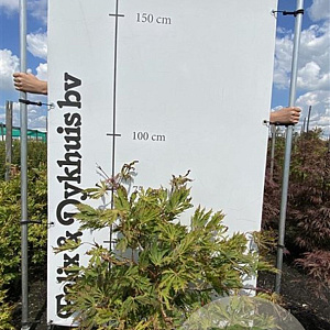 Acer japonicum 'Aconitifolium' 60-80 cm met kluit
