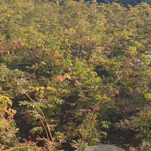 Acer japonicum 'Aconitifolium' 60-80 cm met kluit