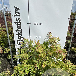 Acer japonicum 'Aconitifolium' 60-80 cm met kluit